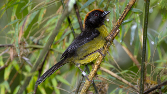 Image of Black-faced Brush-finch