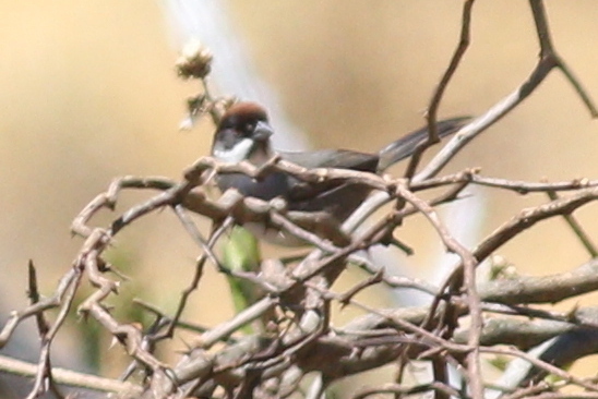 Image of Bay-crowned Brush-finch