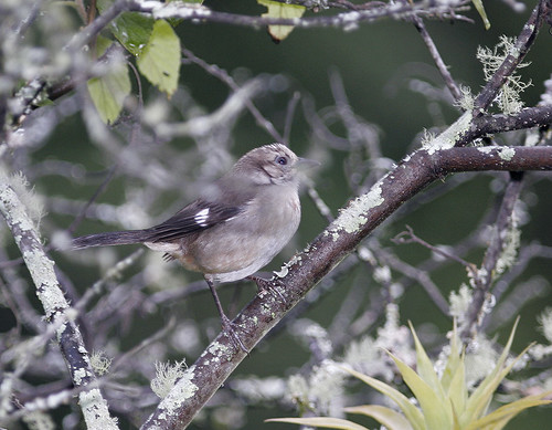 Image of Pale-headed Brush-finch