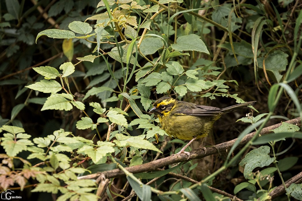Image of Yellow-striped Brush-finch