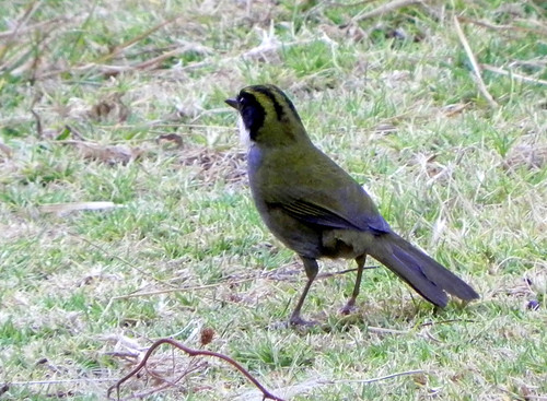 Image of Green-striped Brush-finch