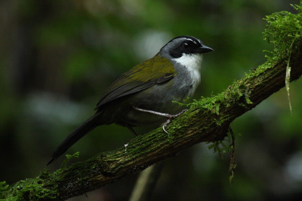 Image of White-browed Brush-finch