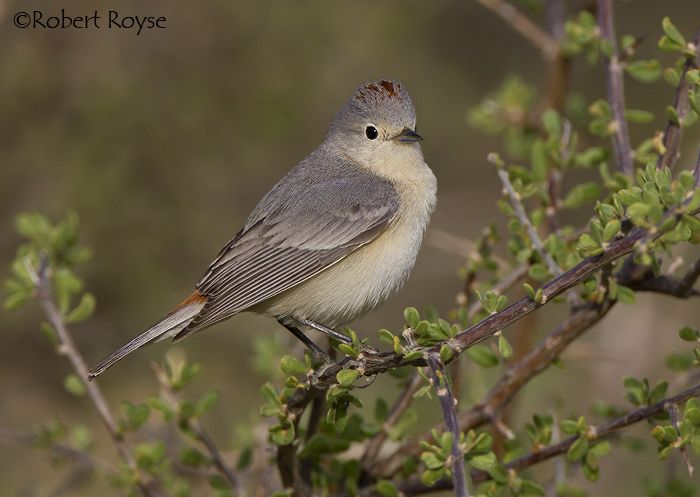 Image of Lucy's Warbler