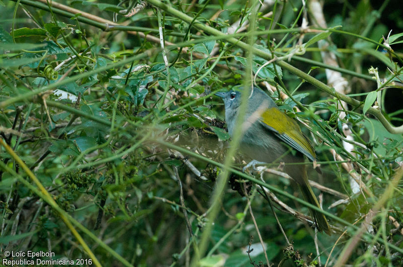 Image of Green-tailed Warbler