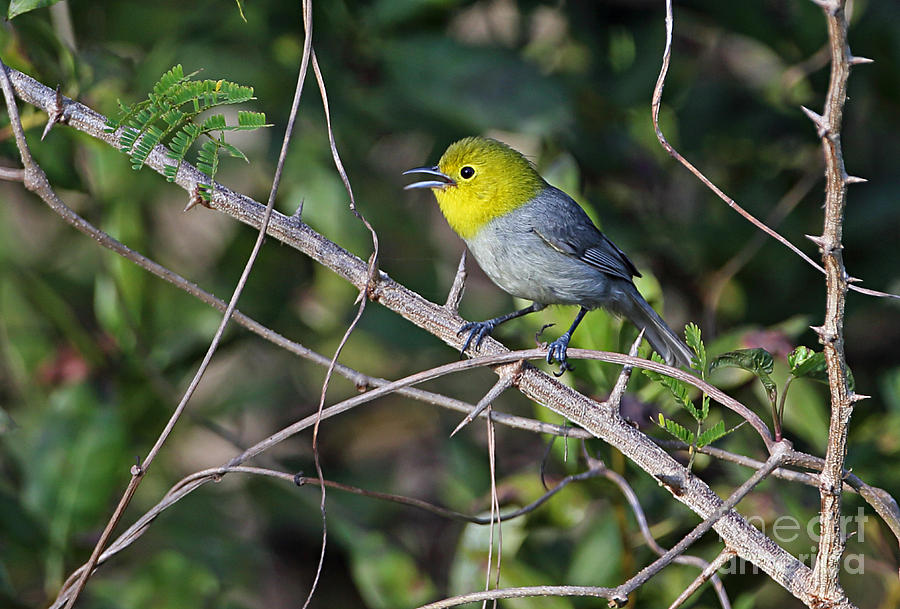 Image of Yellow-headed Warbler