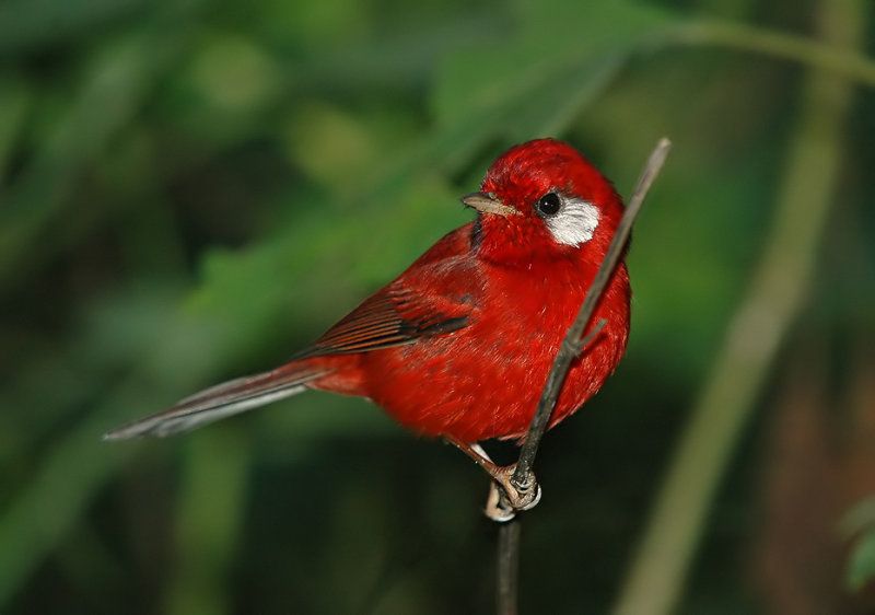 Image of Red Warbler