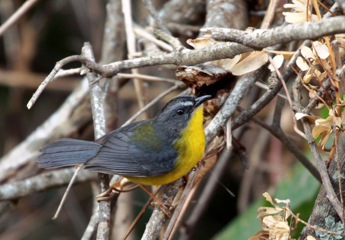 Image of Grey-and-gold Warbler