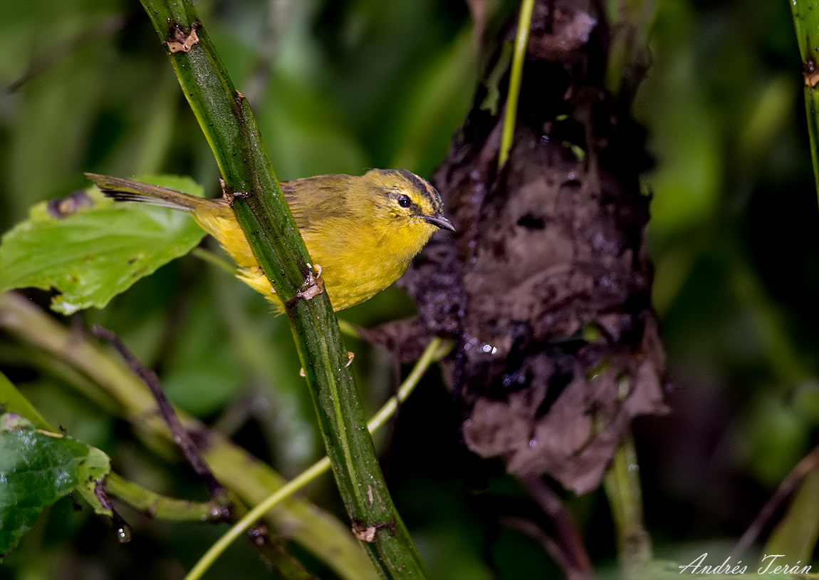 Image of Two-banded Warbler