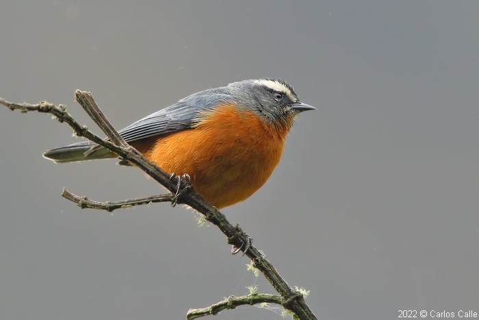 Image of White-browed Conebill