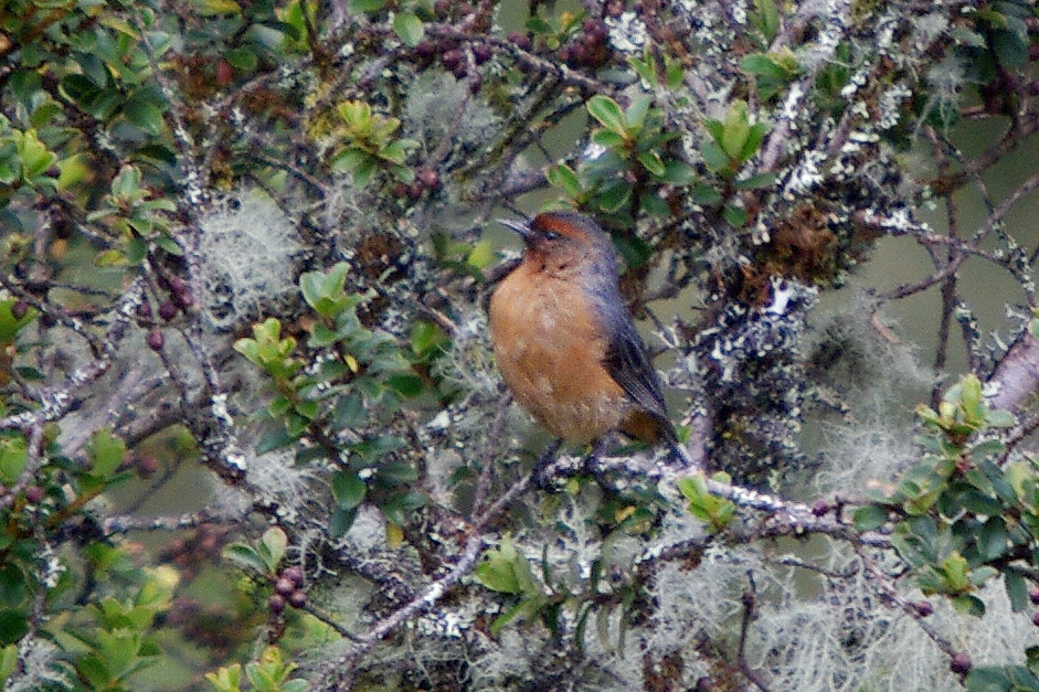 Image of Rufous-browed Conebill