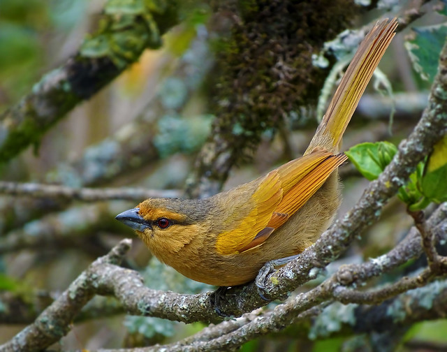 Image of Brown Tanager