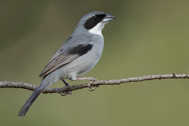 Image of White-banded Tanager