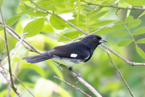 Image of Black-and-white Tanager