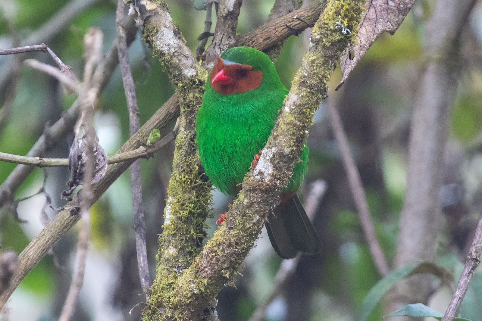 Image of Grass-green Tanager
