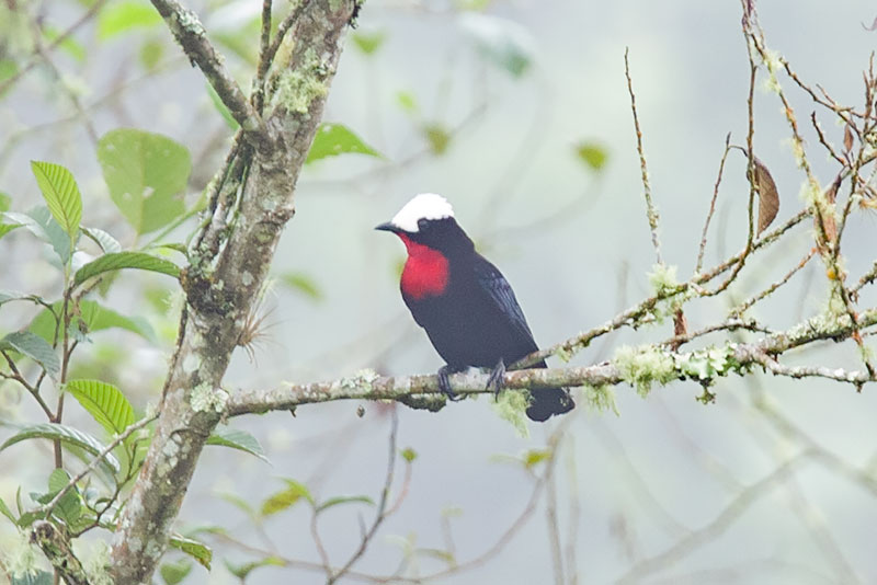 Image of White-capped Tanager