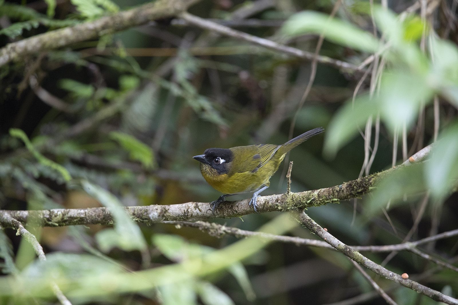 Image of Common Bush-Tanager