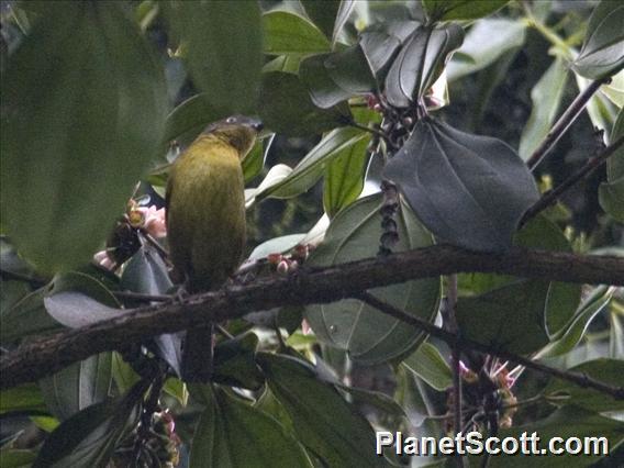 Image of Pirre Bush-Tanager