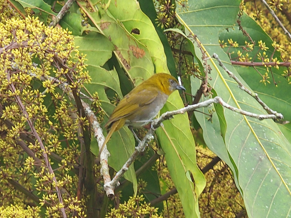 Image of Yellow-throated Bush-Tanager