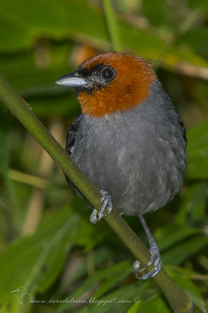 Image of Chestnut-headed Tanager