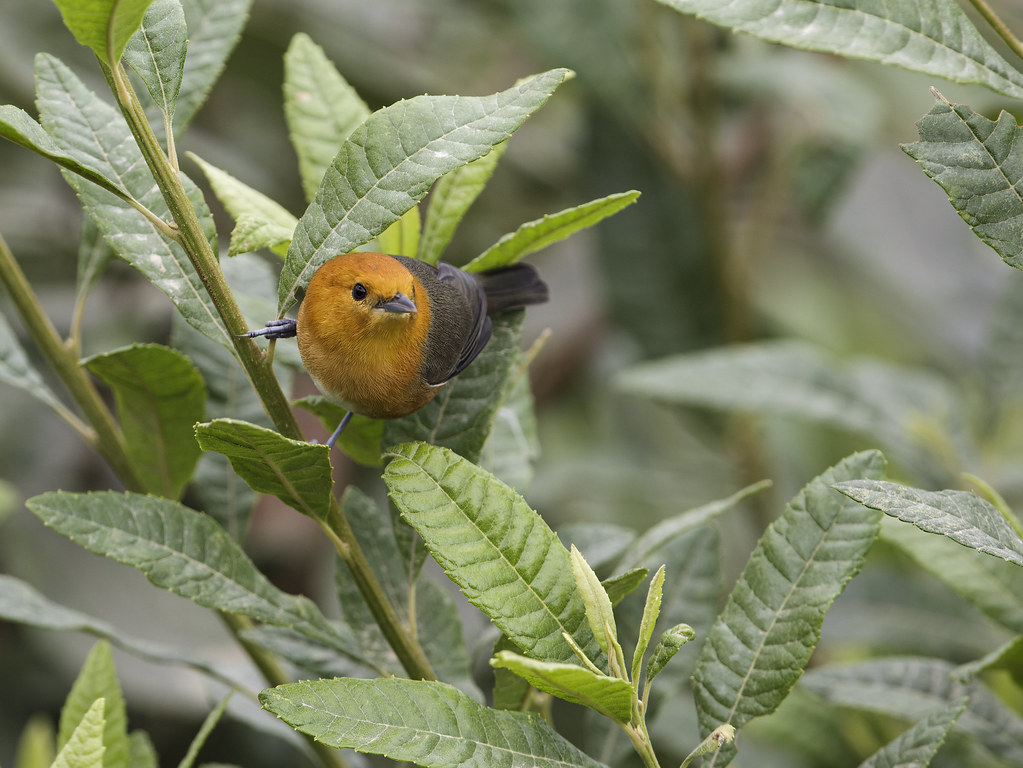 Image of Rufous-chested Tanager