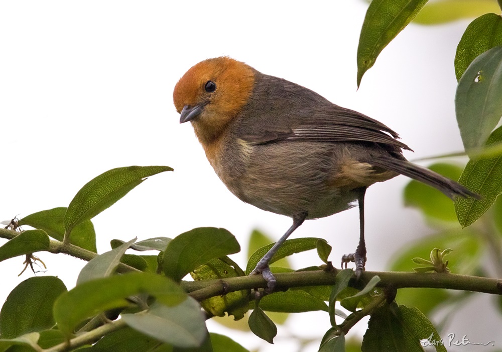 Image of Brown-flanked Tanager
