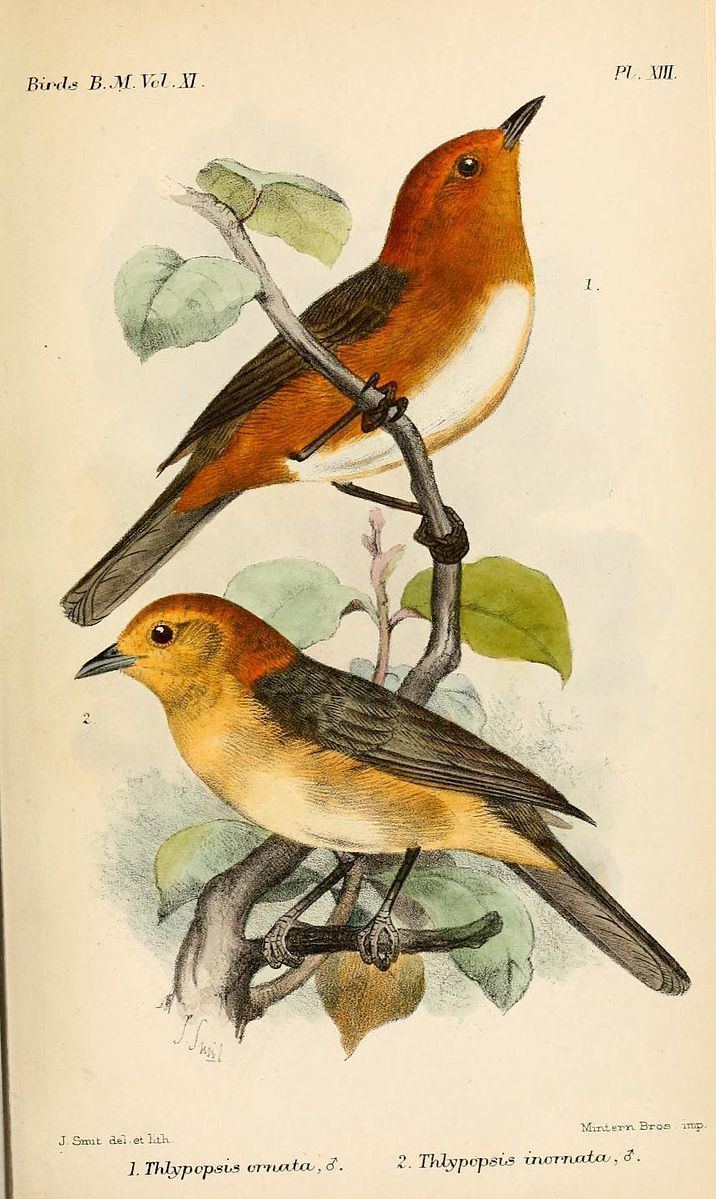 Image of Buff-bellied Tanager