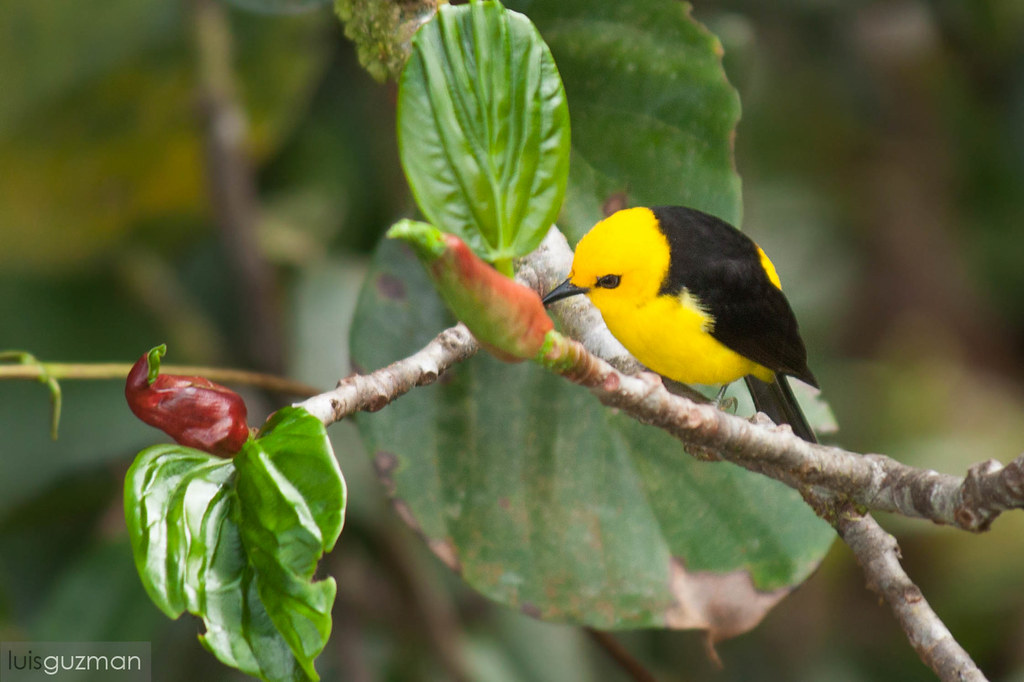 Image of Black-and-yellow Tanager