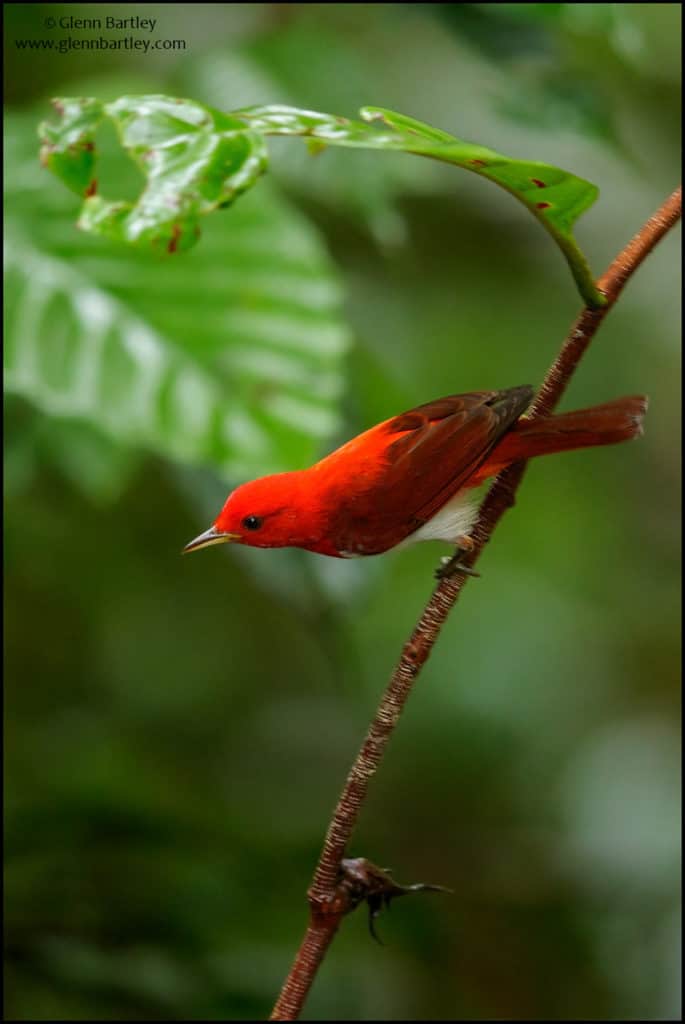 Image of Scarlet-and-white Tanager