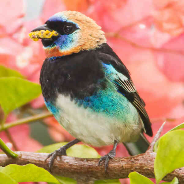 Image of Hooded Tanager