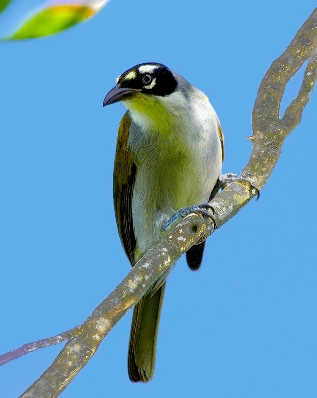 Image of Black-crowned Palm-tanager