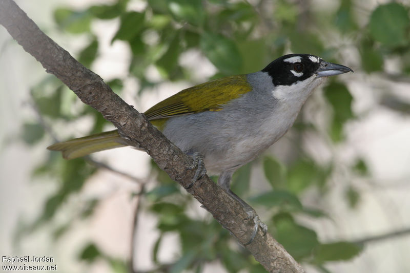 Image of Grey-crowned Palm-tanager