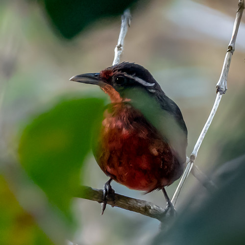 Image of Rosy Thrush-Tanager