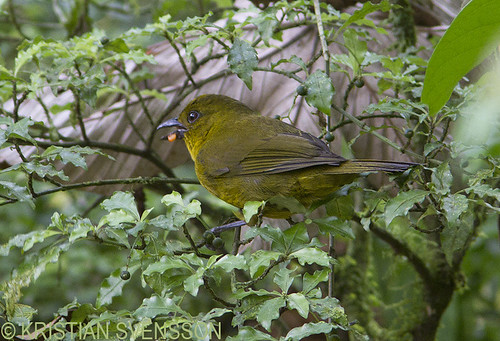 Image of Olive Tanager