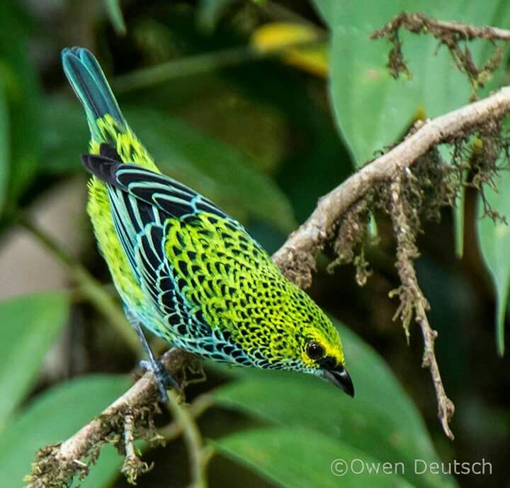Image of Lemon-spectacled Tanager
