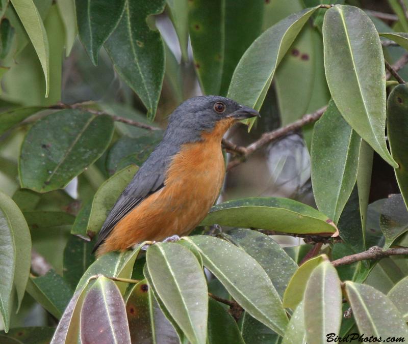 Image of Rufous-crested Tanager