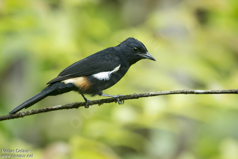 Image of Sulphur-rumped Tanager