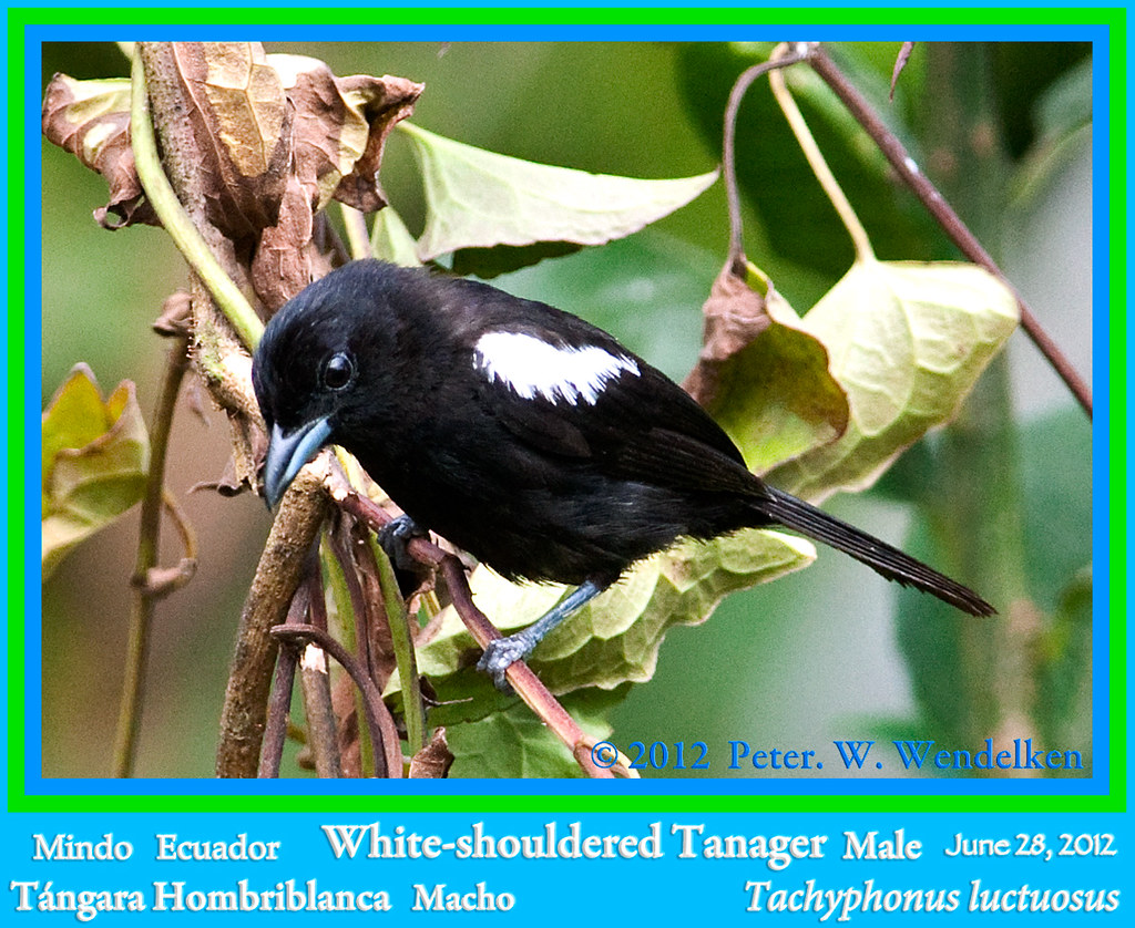 Image of White-shouldered Tanager
