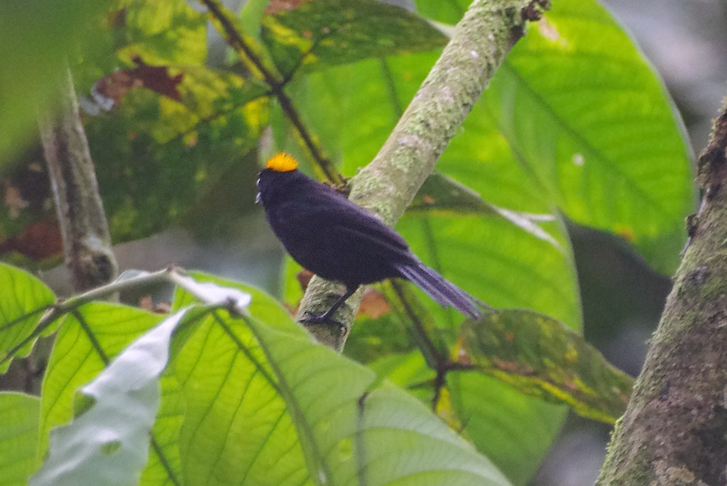 Image of Tawny-crested Tanager