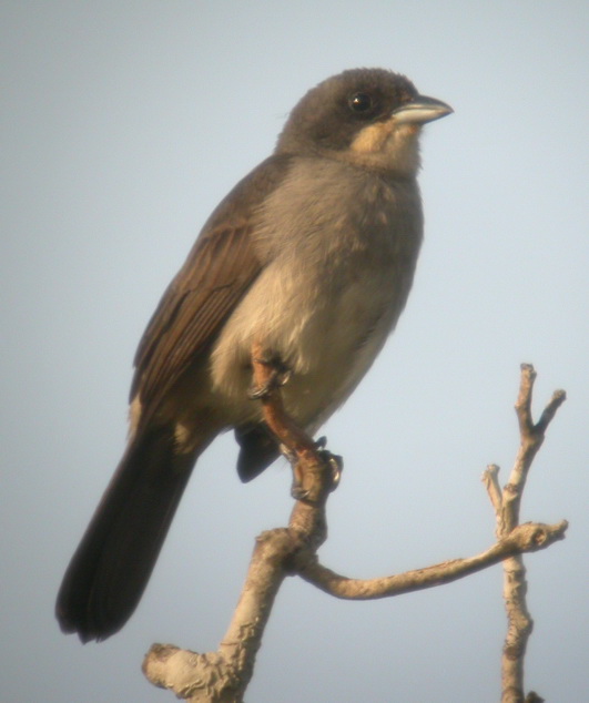 Image of Red-shouldered Tanager