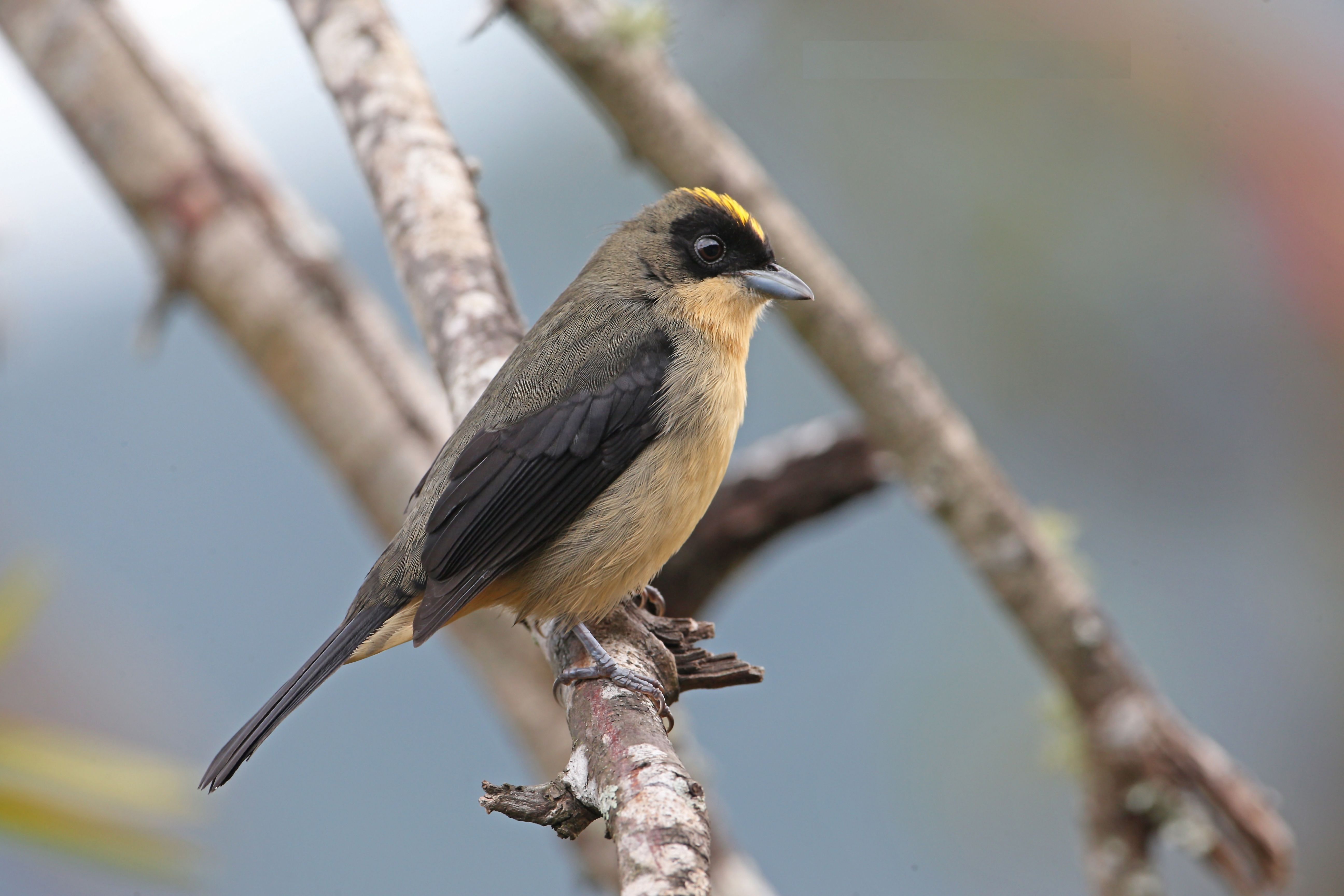 Image of Black-goggled Tanager