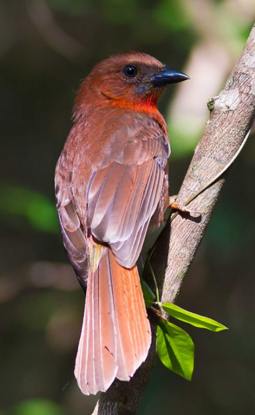 Image of Red-throated Ant-Tanager