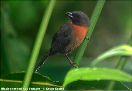 Image of Black-cheeked Ant-tanager