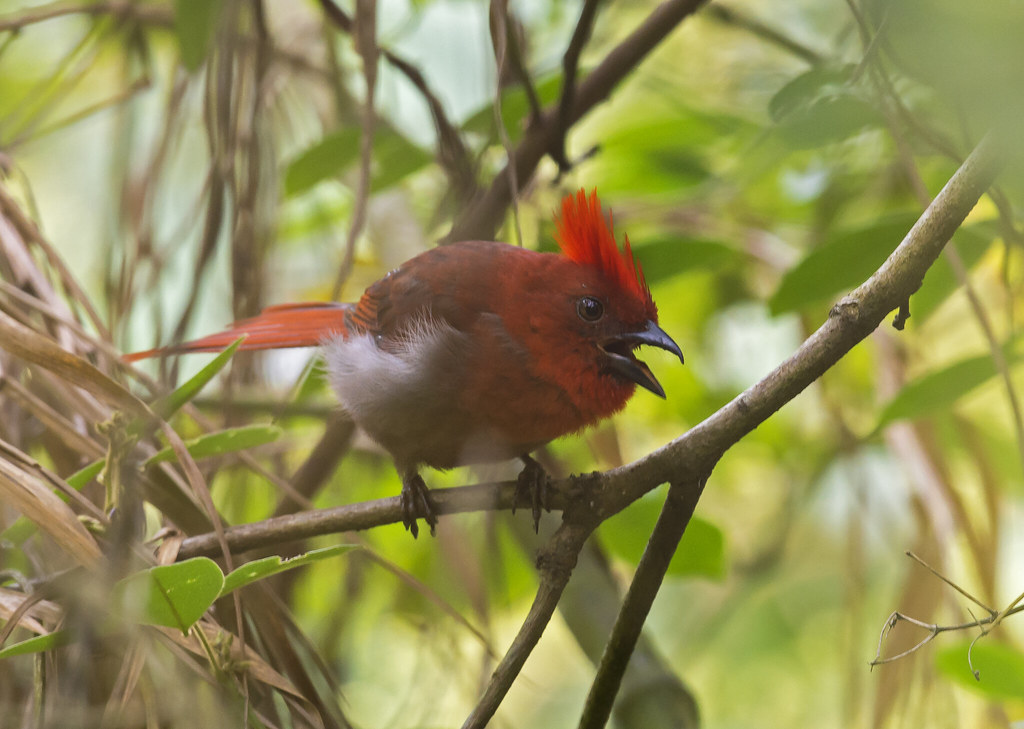Image of Crested Ant-tanager
