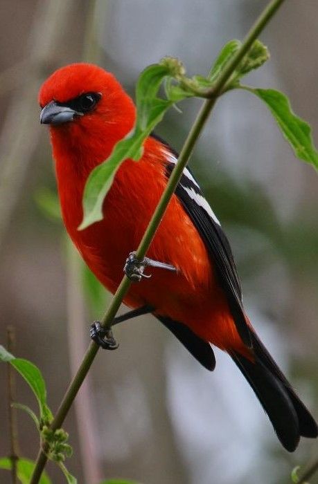 Image of White-winged Tanager