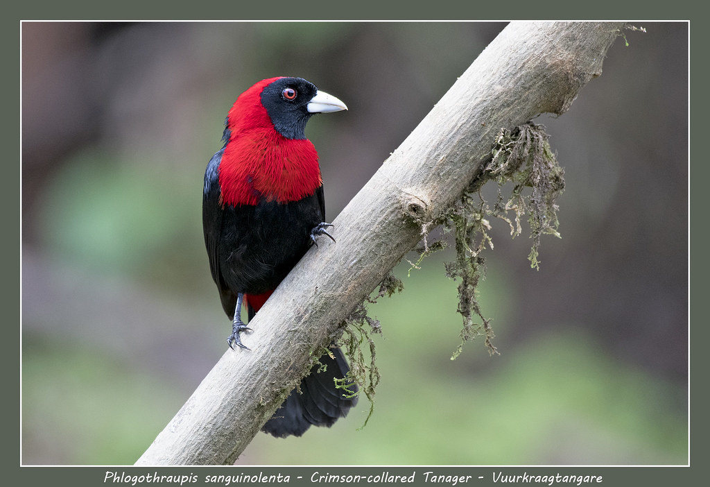 Image of Crimson-collared Tanager