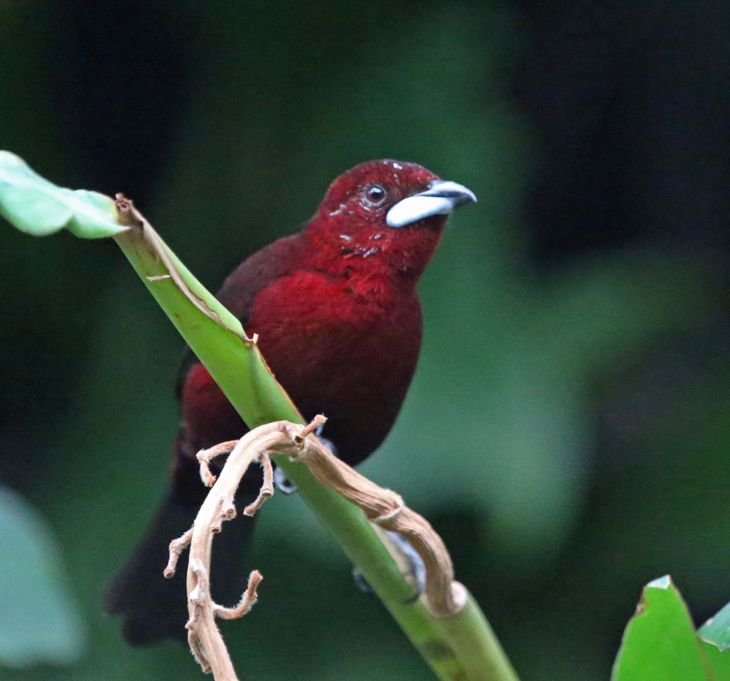 Image of Silver-beaked Tanager