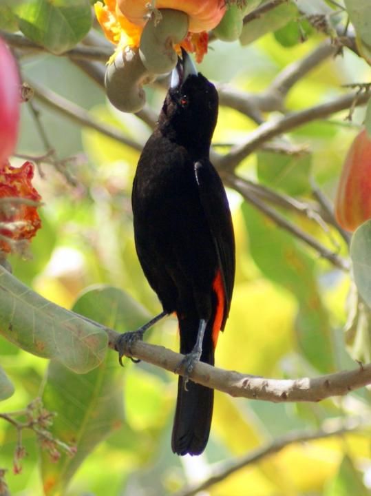 Image of Cherrie's Tanager