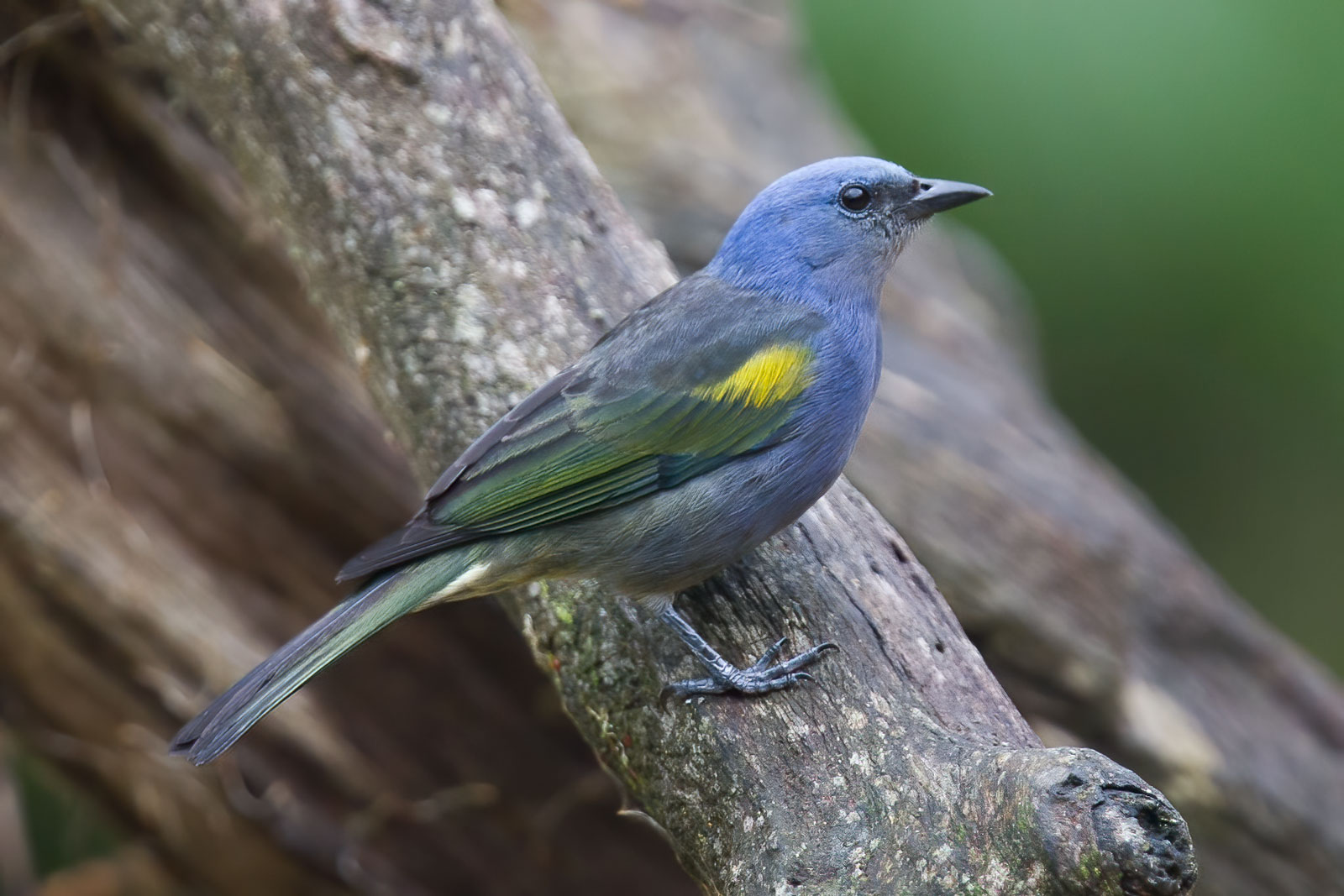 Image of Golden-chevroned Tanager