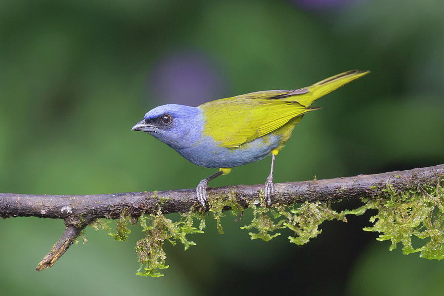 Image of Blue-capped Tanager