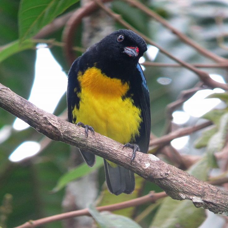 Image of Black-and-gold Tanager